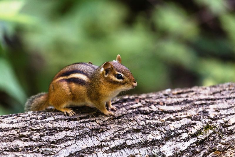 Chipmunk Removal