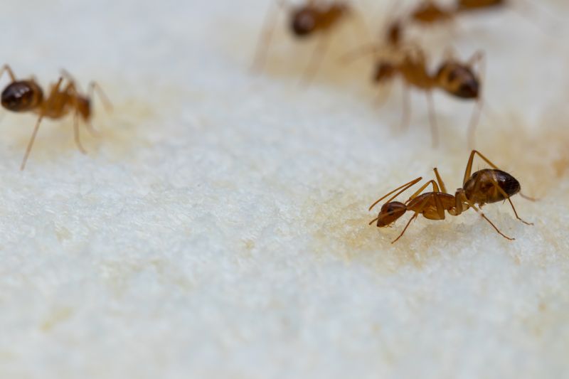 Ant Control Service in Arlington, TX