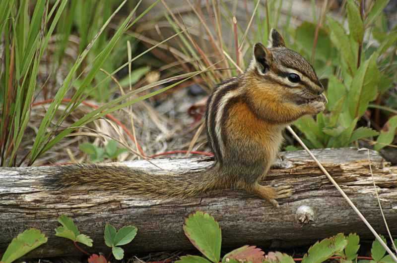 Chipmunk Removal