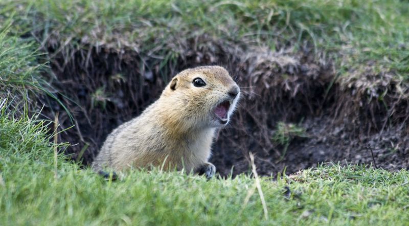 Chipmunk in Spring