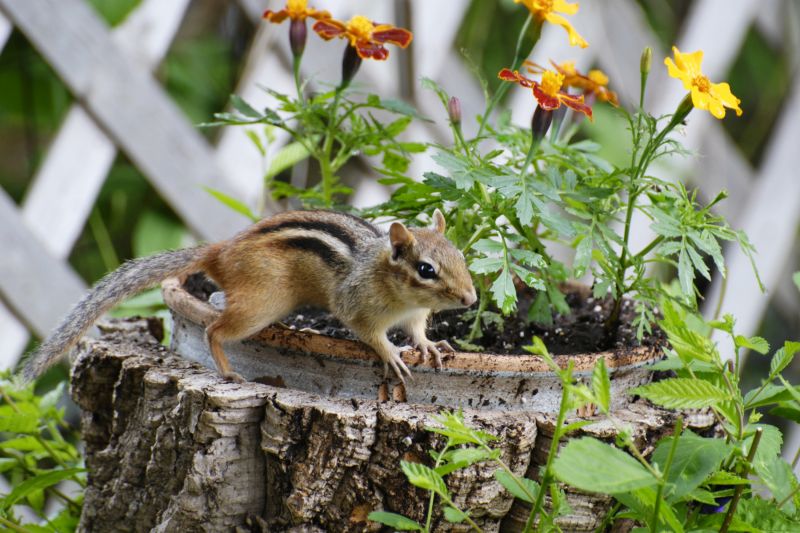 Chipmunk Near Entrance