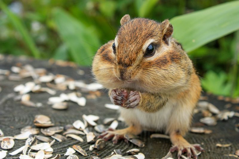 Active Chipmunk