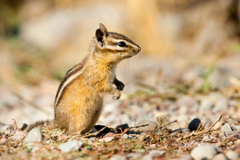 Cost of Chipmunk Removal — Cost of Chipmunk Removal