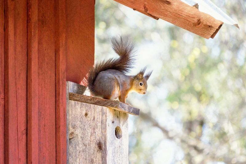 Cost of Chipmunk Removal — Cost of Chipmunk Removal