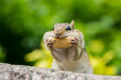 Chipmunk Removal Benefits Homeowners