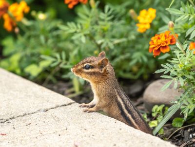 Get Chipmunks Removed
