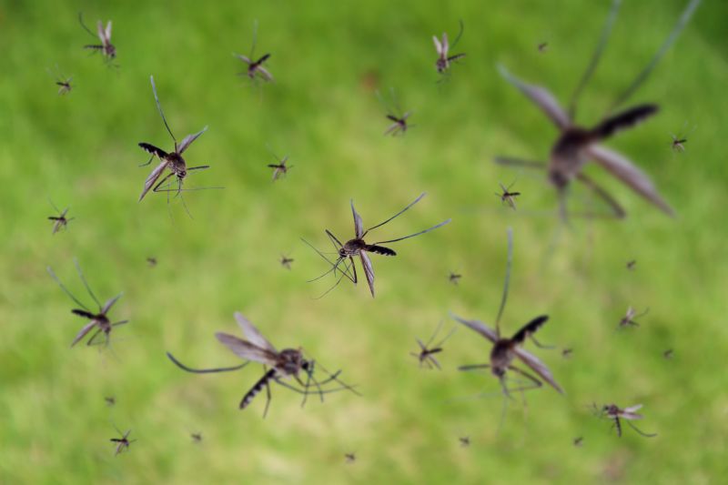 Mosquito Control Service in Rockwall, TX