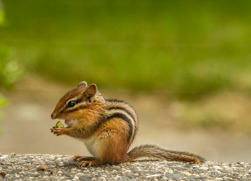 Chipmunk Removal Contractor Listings